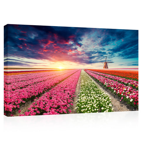 Canvas Print -  Field Of Tulips At Sunset #E0756