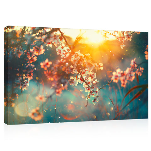 Canvas Print -  Blooming Apricot At Sunrise #E0820