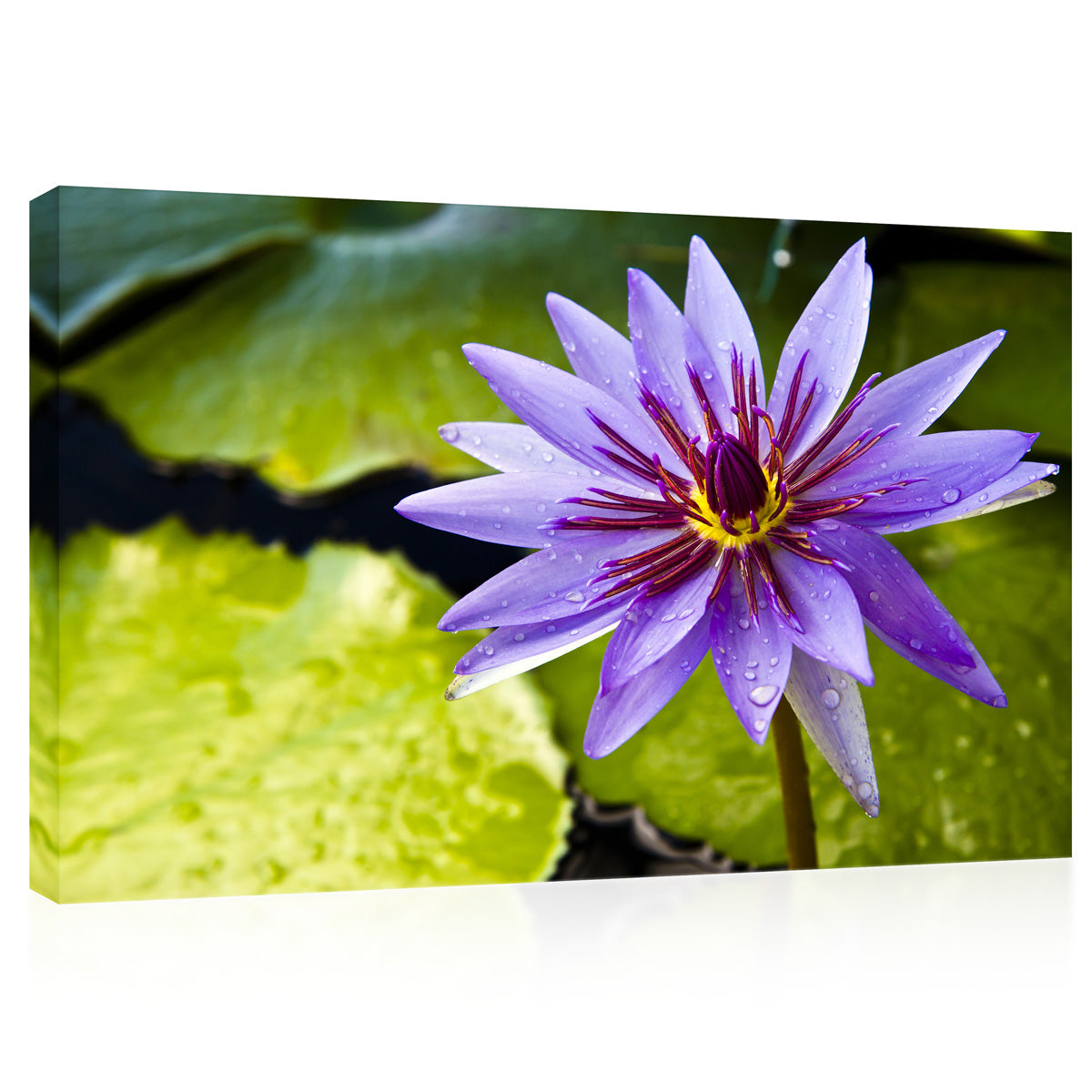 Impression sur toile - Lotus violet thaïlandais sur l'étang #E0660