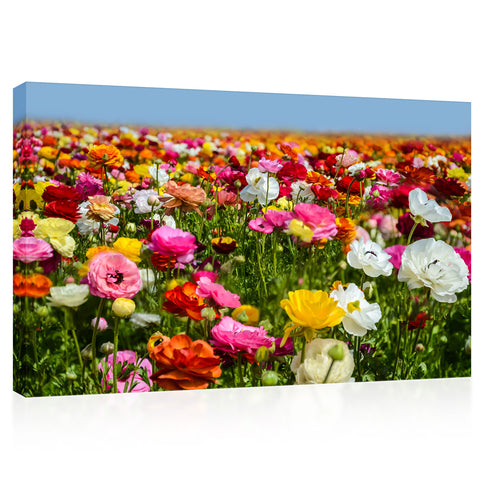 Canvas Print -  Colorful Ranunculus Field, Carlsbad, California #E0630