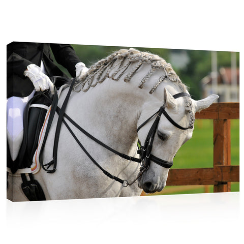 Canvas Print -  Pura Raza Espanola Andalusian Horse #E0901