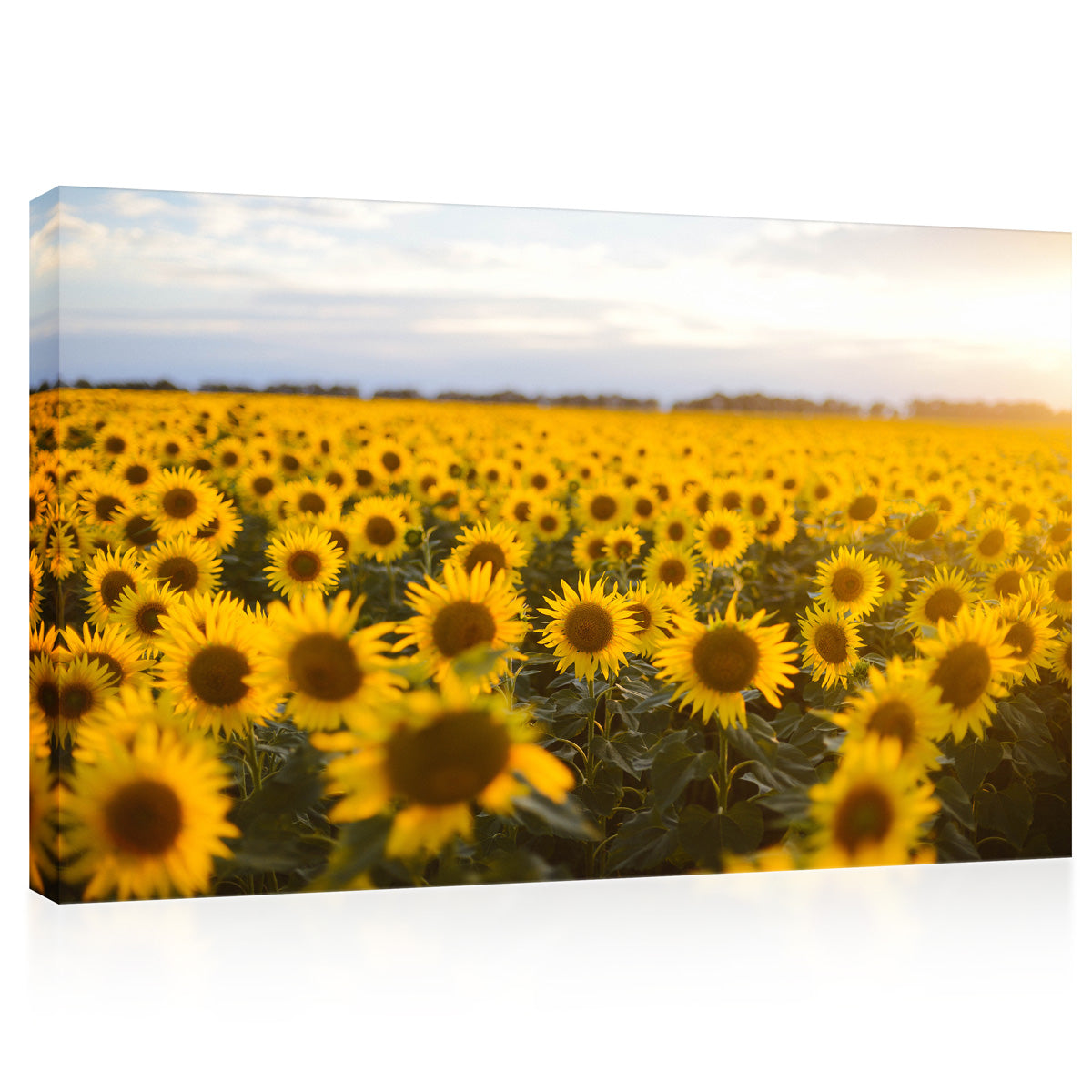 Canvas Print -  Golden Field Of Sunflowers #E0724