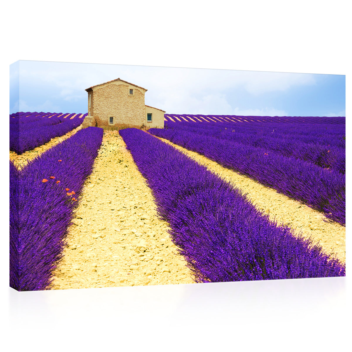 Canvas Print -  Beautiful Lavender Field #E0749