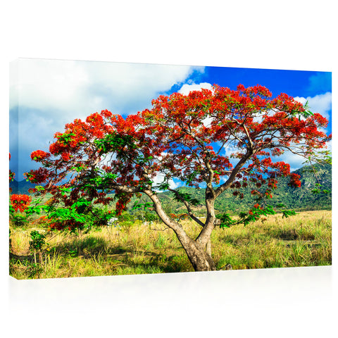 Canvas Print -  Beautiful Exotic Flame Tree #E0969