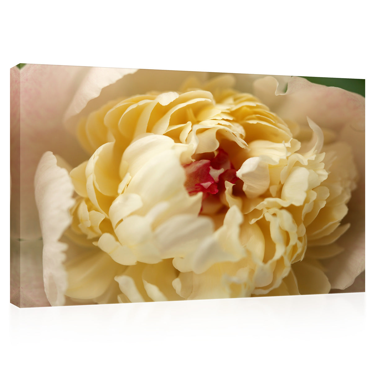 Canvas Print -  White Peony #E0697