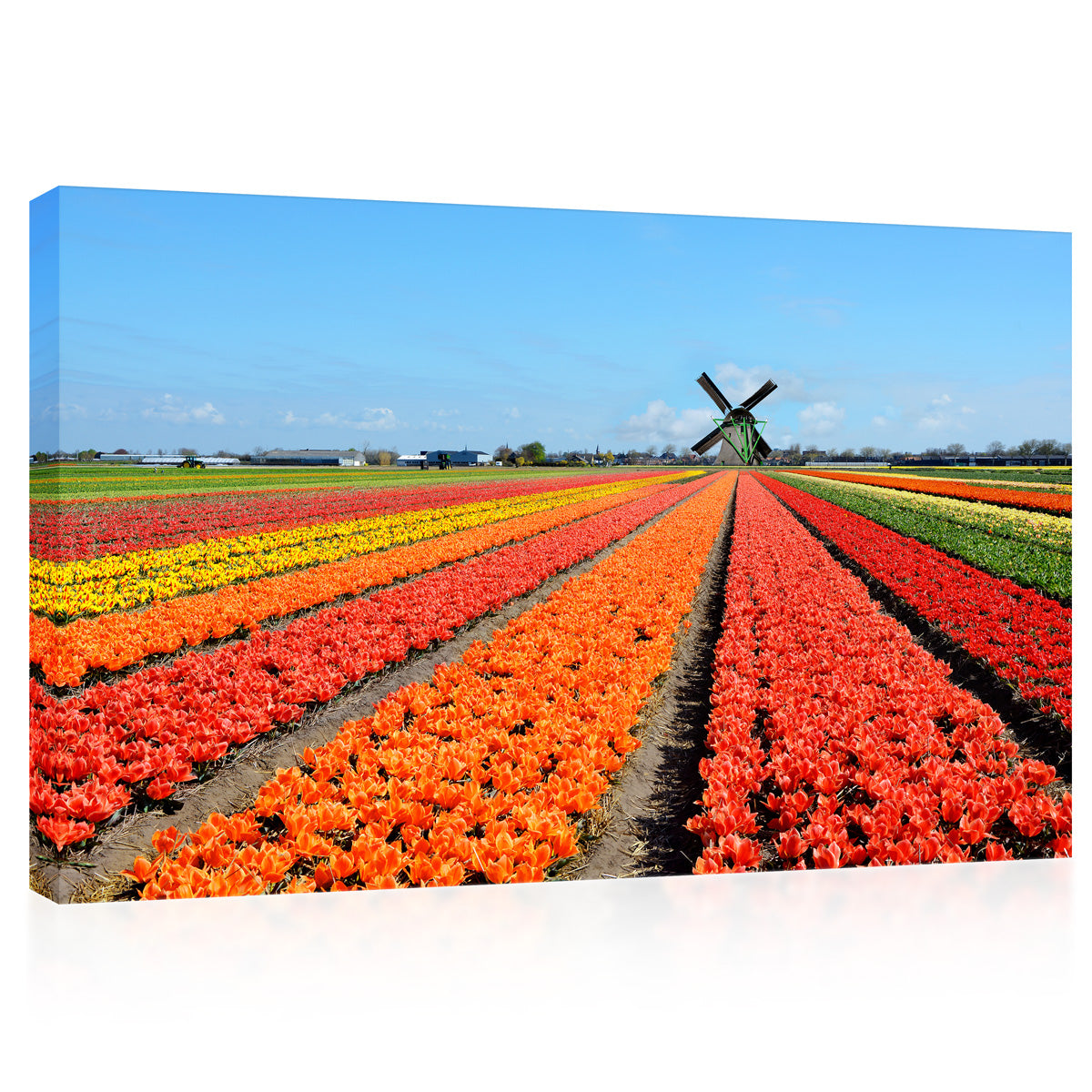 Impression sur toile - Tulipes colorées #E0750