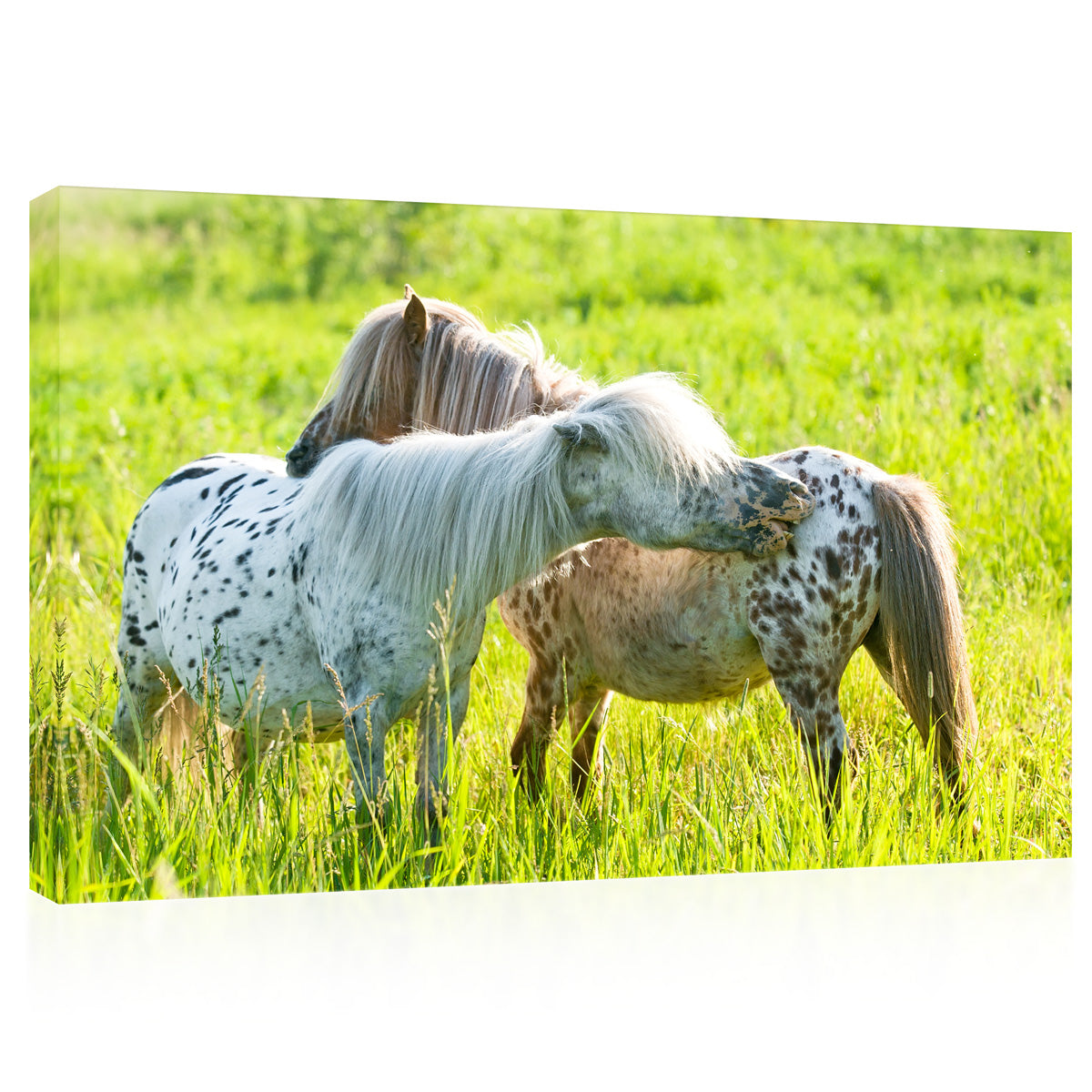 Canvas Print -  Two Appaloosa Ponies On The Meadow #E0902