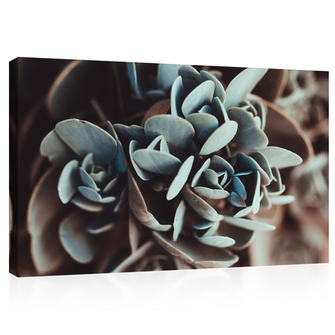 Canvas Print -  Green Succulent Plant #E0717