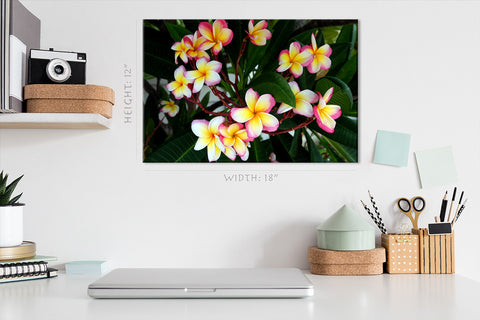 Impression sur toile - Fleurs de Plumeria dans le parc #E0708