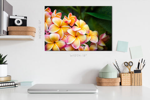 Canvas Print -  Colorful Frangipani Flowers #E0699