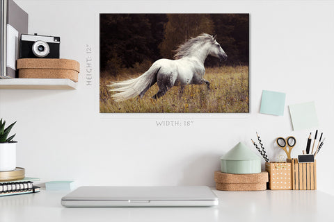 Canvas Print -  White Andalusian Stallion #E0915