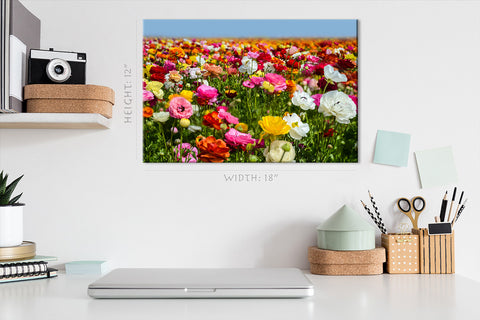 Canvas Print -  Colorful Ranunculus Field, Carlsbad, California #E0630