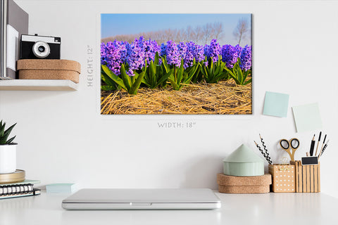 Canvas Print -  Blooming Hyacinths In Spring Forest #E0736