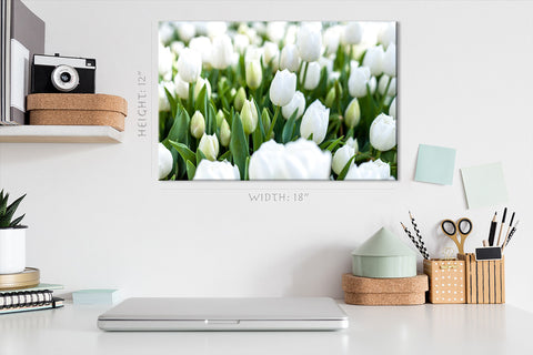 Impression sur toile - Tulipes blanches #E0739