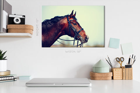 Canvas Print -  Portrait Of Brown Stallion #E0949