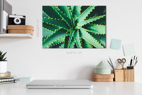 Canvas Print -  Green Aloe #E0703