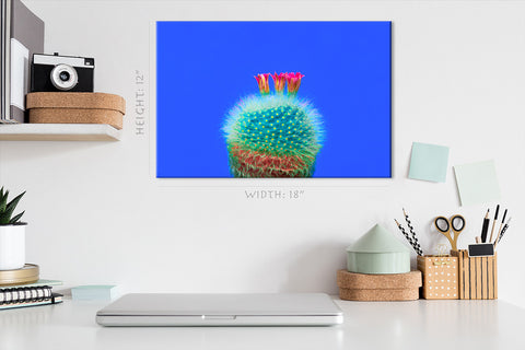 Canvas Print -  Blooming Cactus On Blue Background #E0809