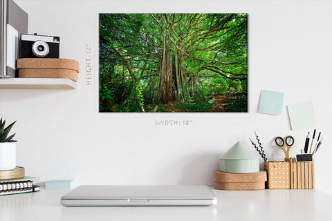 Canvas Print -  Ficus Citrifolia Tree #E1003