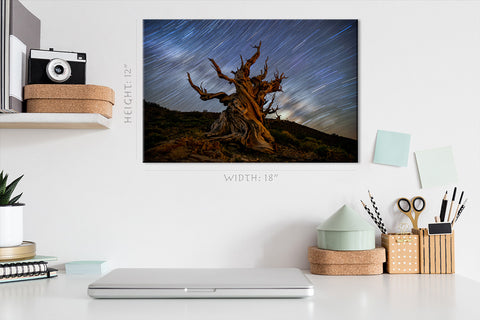 Canvas Print -  Bristlcone Pine 5000 Years Old #E0962