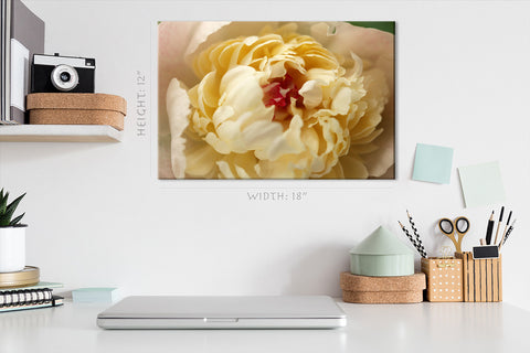 Impression sur toile - Pivoine blanche #E0697