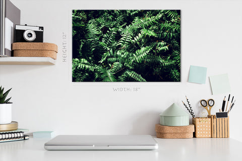 Canvas Print -  Fern Leafs #E0822