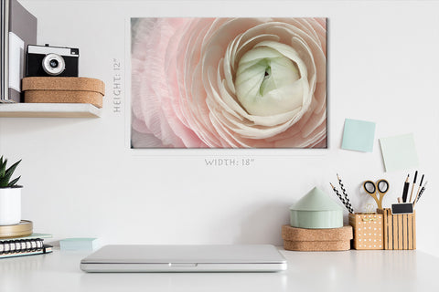 Canvas Print -  Ranunculus Flower, Macro Background #E0698