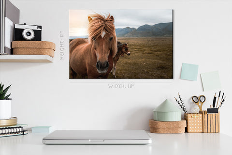 Canvas Print -  Icelandic Horse In The Field #E0899