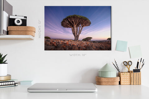 Canvas Print -  Dragon Blood Tree At Sunrise #E0963