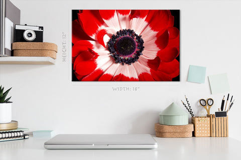 Canvas Print -  Red And White Anemone #E0694