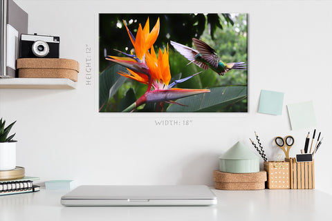 Canvas Print -  Flying Hummingbird At Strelitzia Flower #E0719