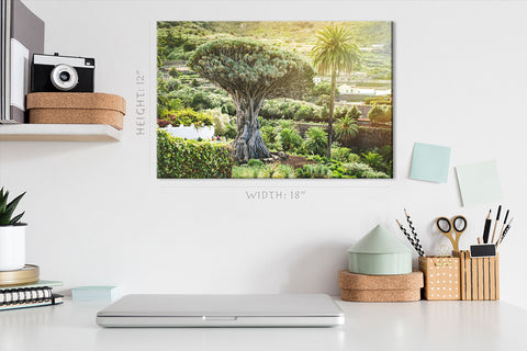 Canvas Print -  Ancient Dragon Tree #E0961