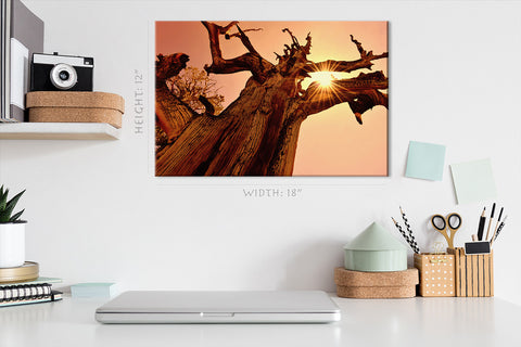 Canvas Print -  Ancient Bristlecone Pine At Sunset #E0970