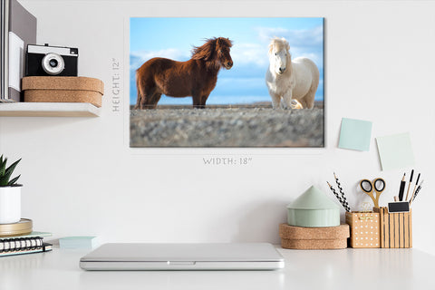 Canvas Print -  Two Icelandic Horse #E0910