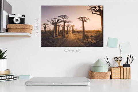 Canvas Print -  Baobab Alley At Sunset #E0993