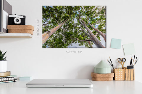 Canvas Print -  Tall Eucalyptus Trees On Oahu, Hawaii #E0974