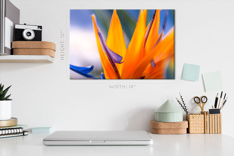 Canvas Print -  Bird Of Paradise Flower At Sunset #E0665