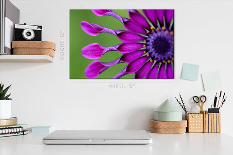 Impression sur toile - Fleur tropicale Osteospermum #E0720