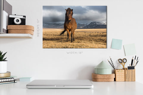 Impression sur toile - Cheval noble islandais #E0909