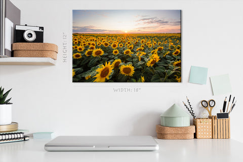 Canvas Print -  Blooming Sunflowers At Sunset #E0735