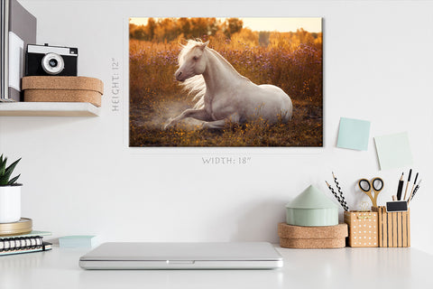 Impression sur toile - Poney gallois blanc dans le champ en fleurs #E0919