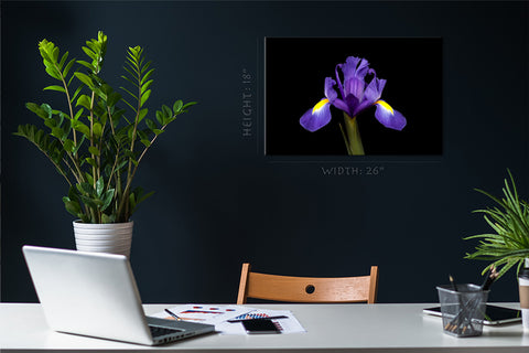 Canvas Print -  Purple Iris #E0681