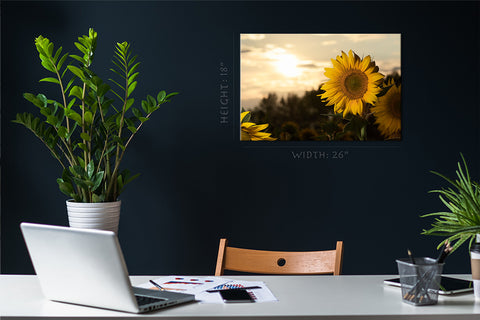 Canvas Print -  Close Up Of Sunflowers At Sunset #E0734