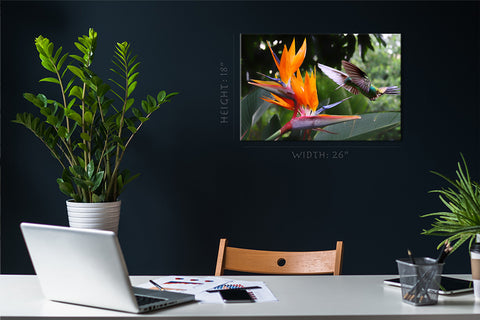 Canvas Print -  Flying Hummingbird At Strelitzia Flower #E0719