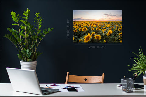 Canvas Print -  Blooming Sunflowers At Sunset #E0735