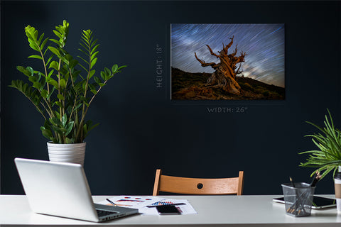 Canvas Print -  Bristlcone Pine 5000 Years Old #E0962