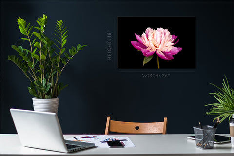 Canvas Print -  Wonderful Pink Peony #E0685