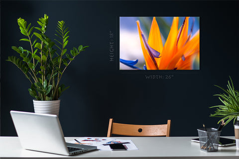 Canvas Print -  Bird Of Paradise Flower At Sunset #E0665