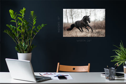 Canvas Print -  Black Horse In Autumn Field #E1012