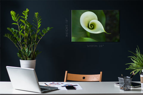 Impression sur toile - Belle calla blanche #E0659