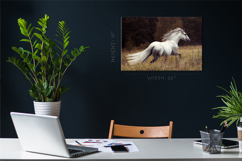 Canvas Print -  White Andalusian Stallion #E0915